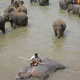 Pinnawala Elephant Orphanage, Sri Lanka.